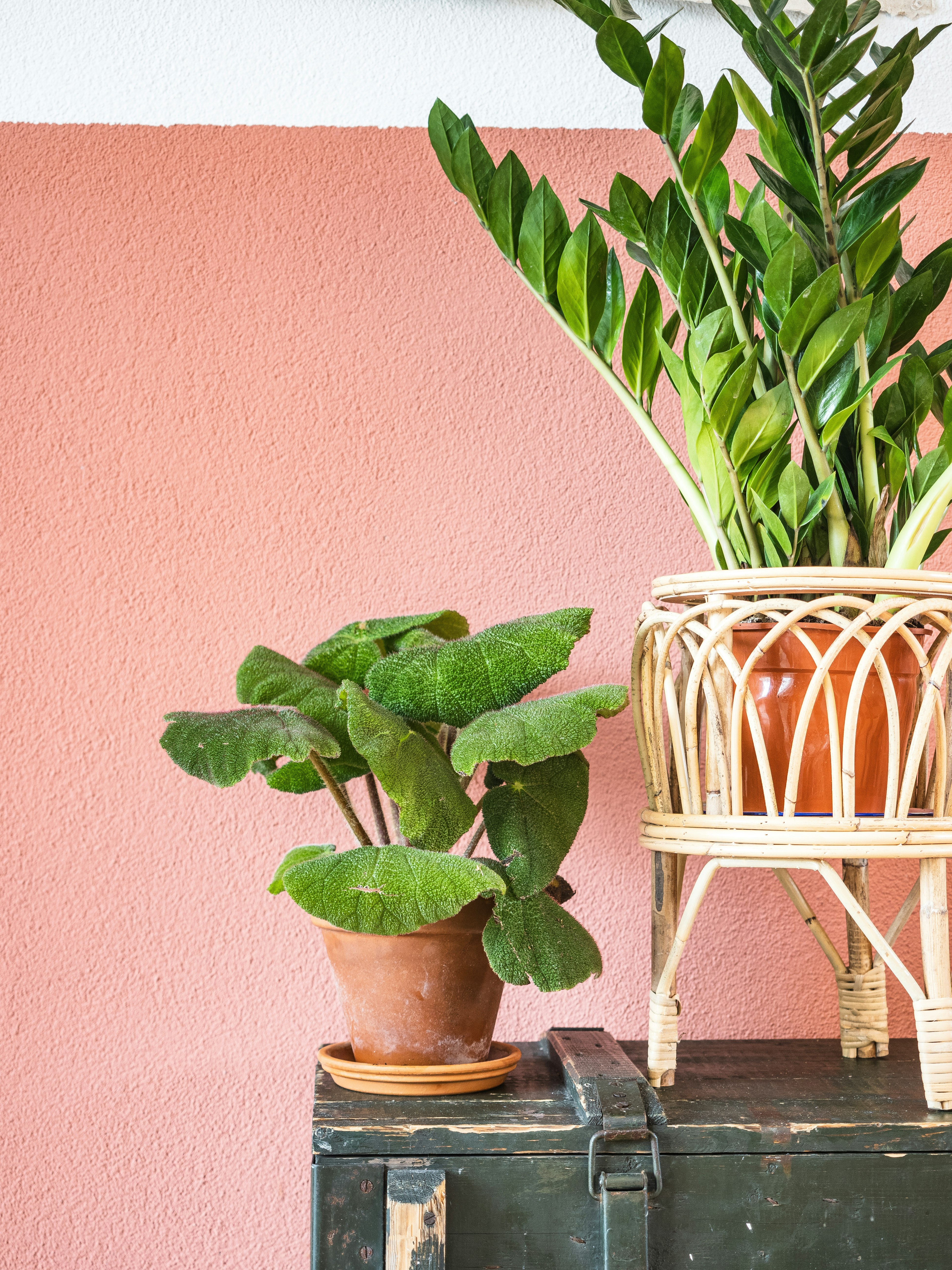 green plant on brown pot